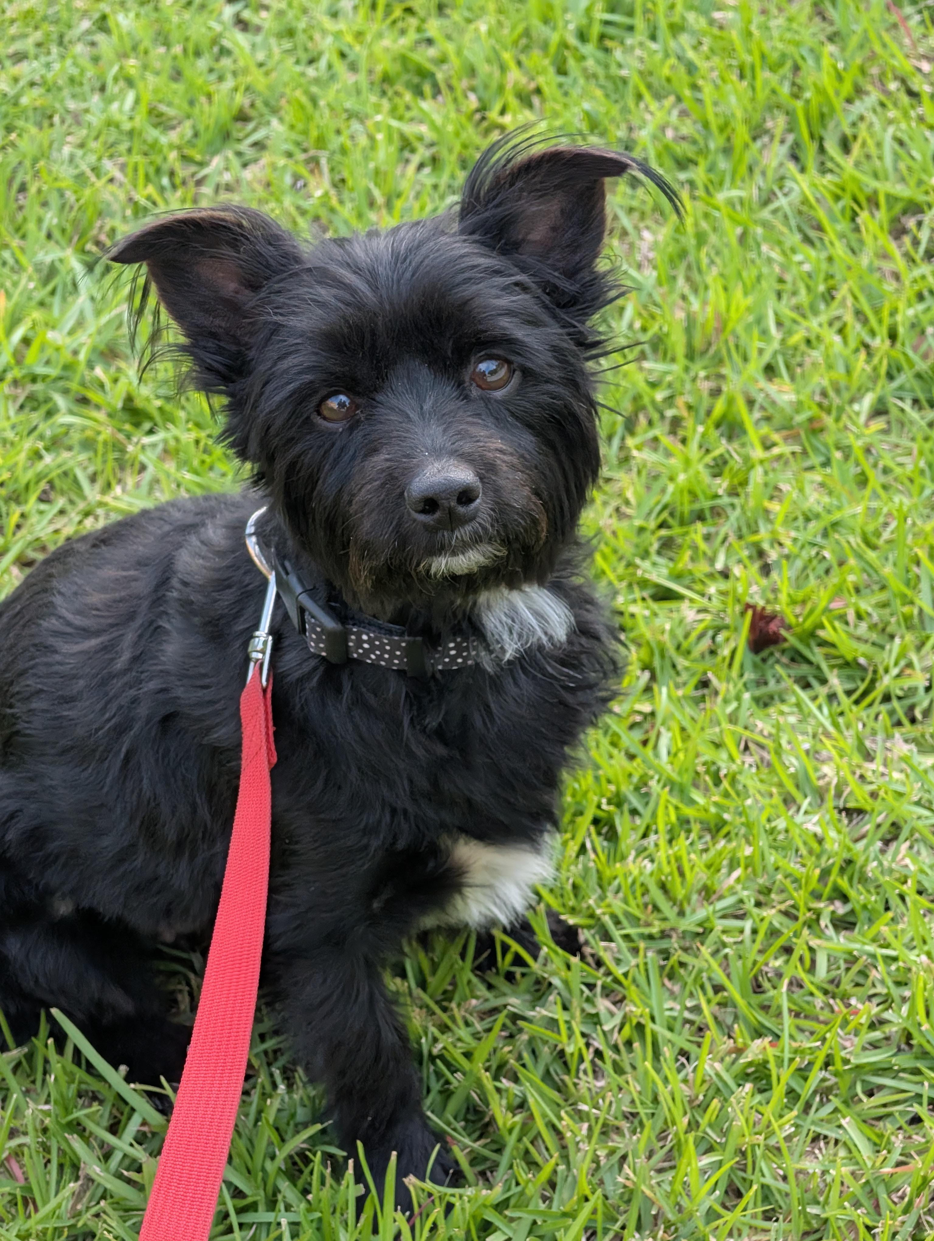 Enlarge Nala, an adopted mixed breed in Baton Rouge, LA image 2/3