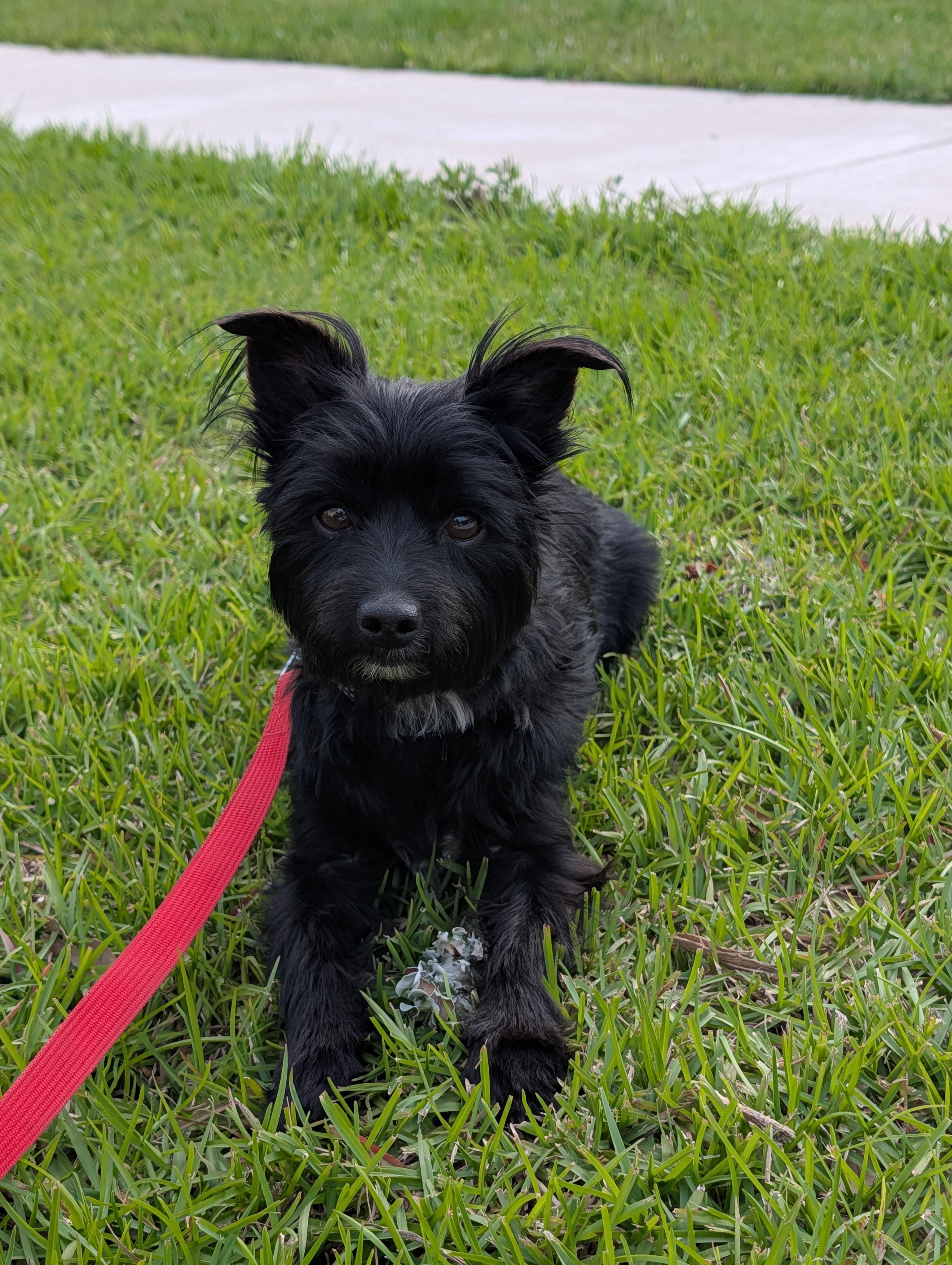 Enlarge Nala, an adopted mixed breed in Baton Rouge, LA image 3/3