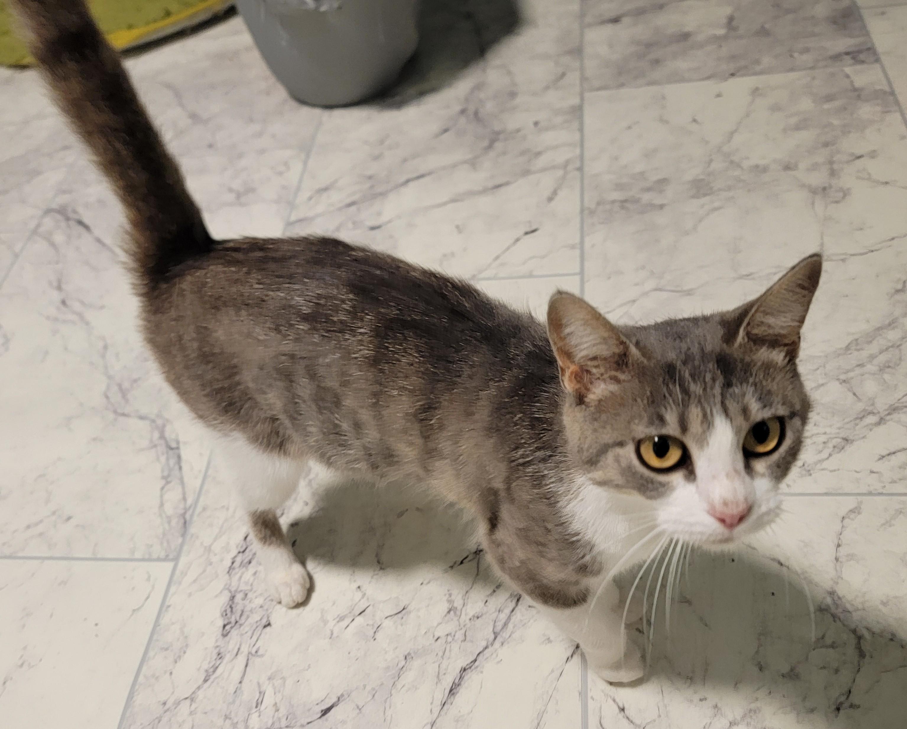 Violet, a ADOPTABLE Domestic Short Hair in Mount Sterling, KY image 4/6
