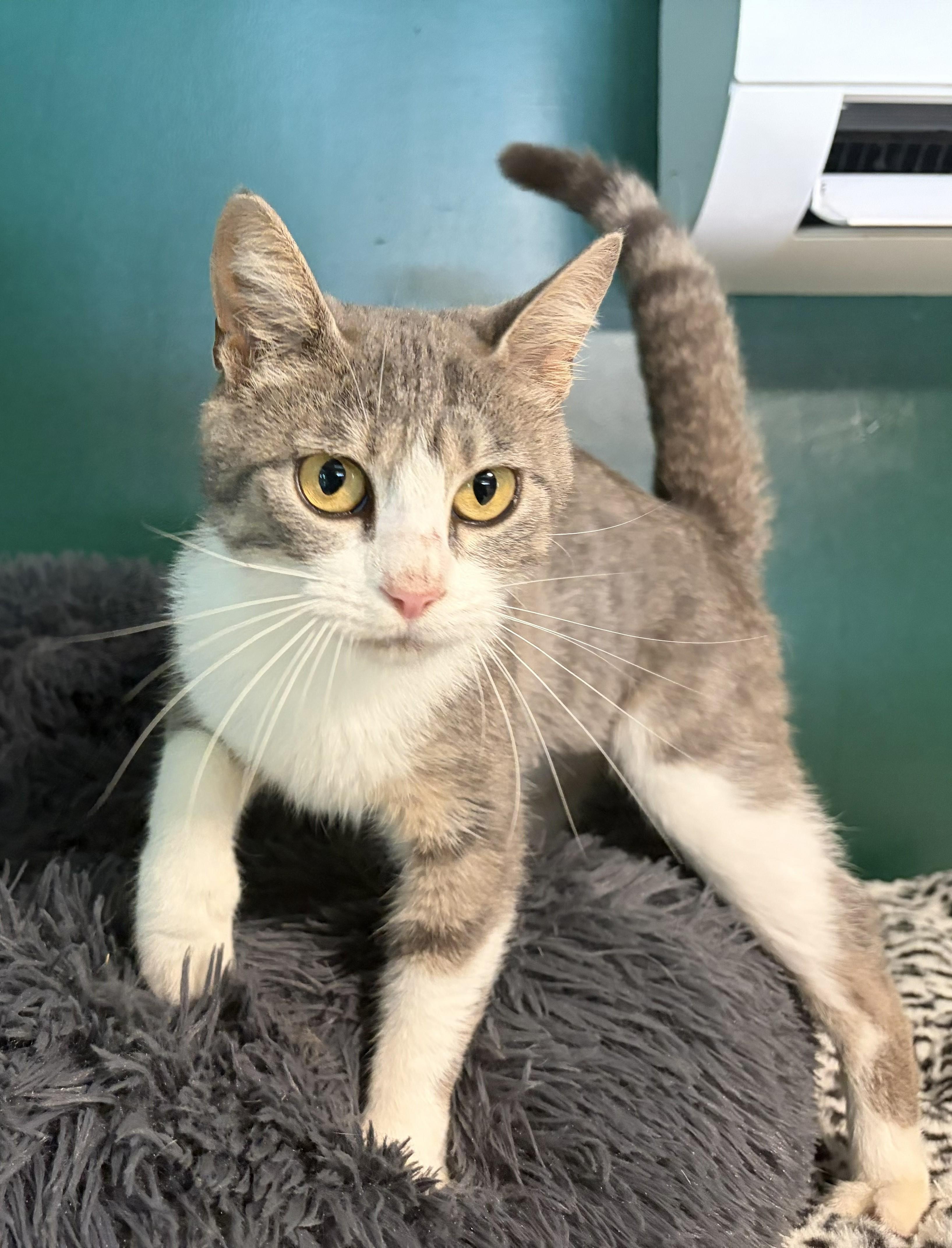 Violet, a ADOPTABLE Domestic Short Hair in Mount Sterling, KY image 2/6