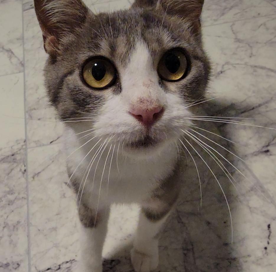 Violet, a ADOPTABLE Domestic Short Hair in Mount Sterling, KY image 5/6
