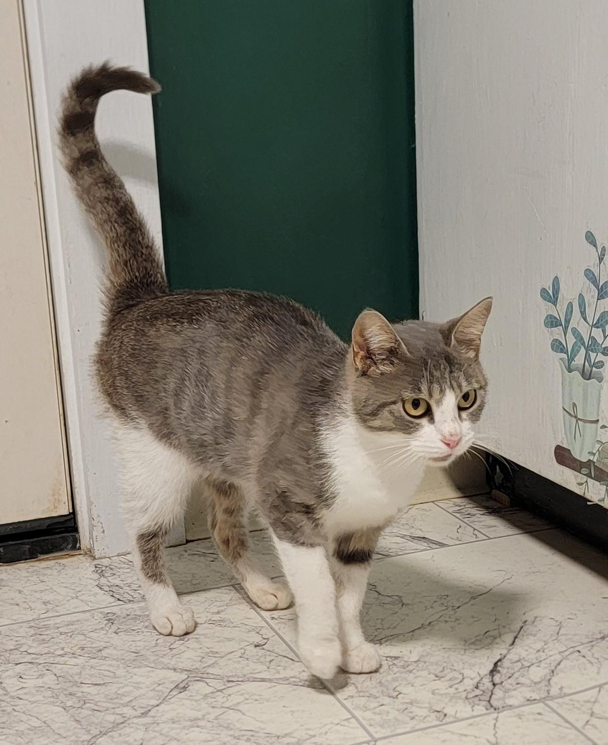 Violet, a ADOPTABLE Domestic Short Hair in Mount Sterling, KY image 3/6