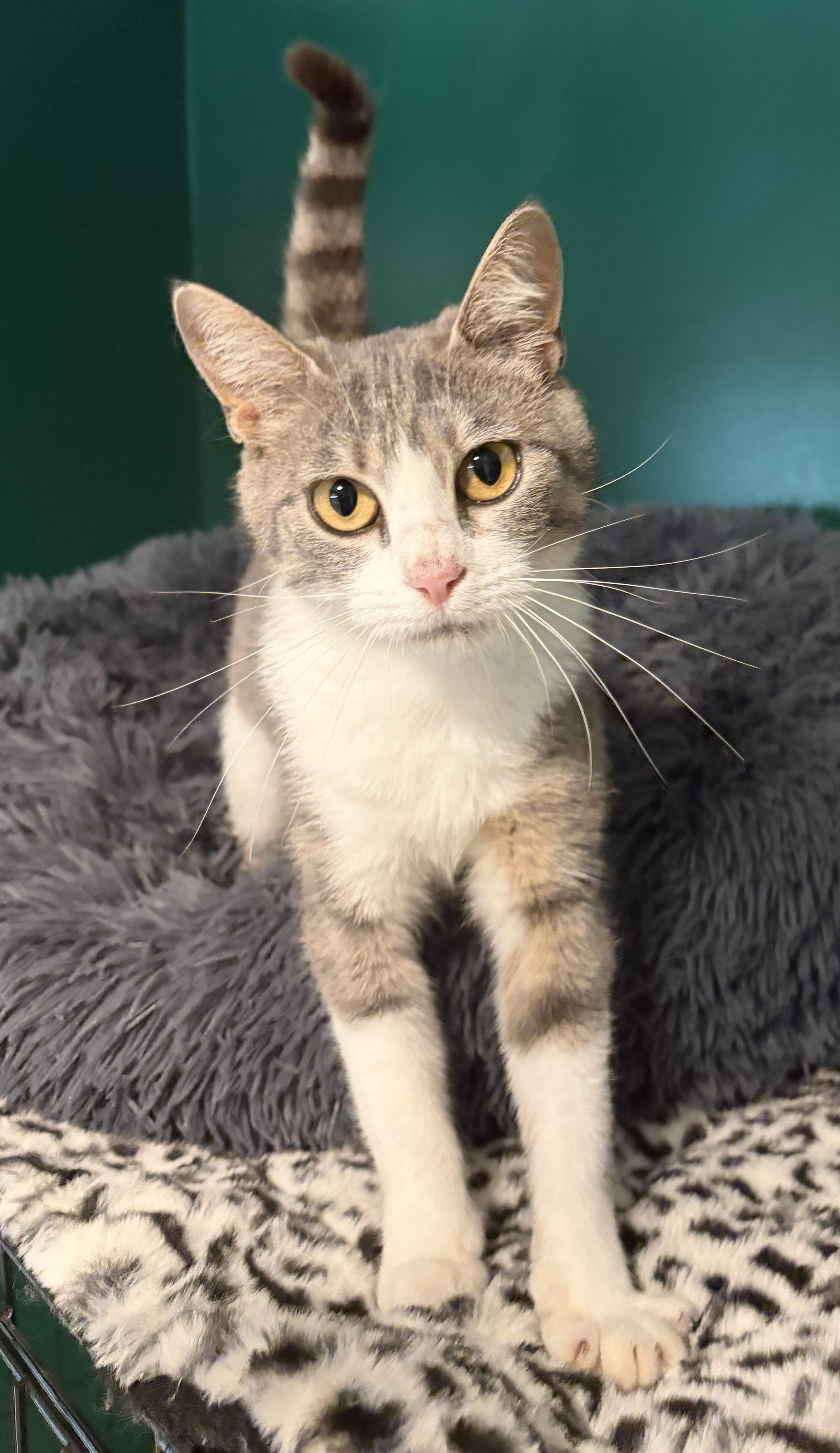 Violet, ADOPTABLE, Kitten Female Domestic Short Hair.