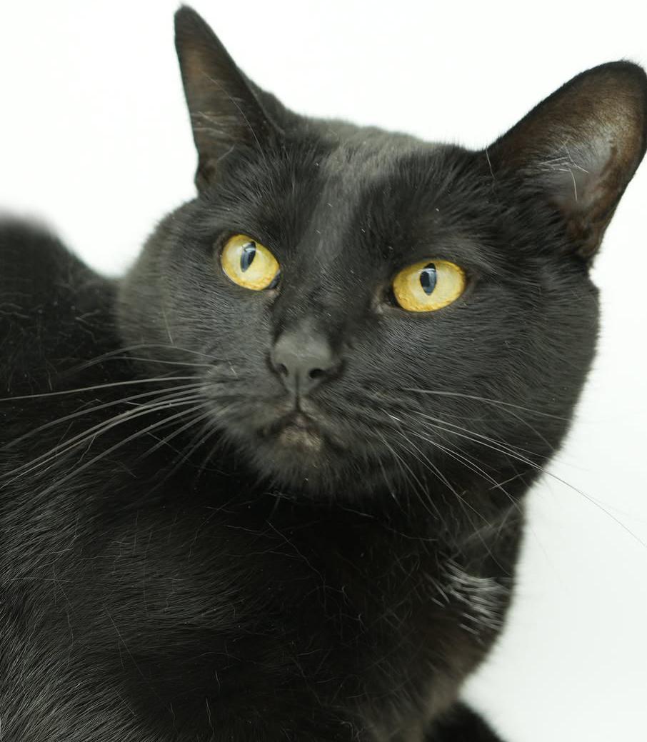 Blackie is INCREDIBLE - LOVER x 10000 - FRONT DECLAWED - therapy cat potential!  VIDEO!