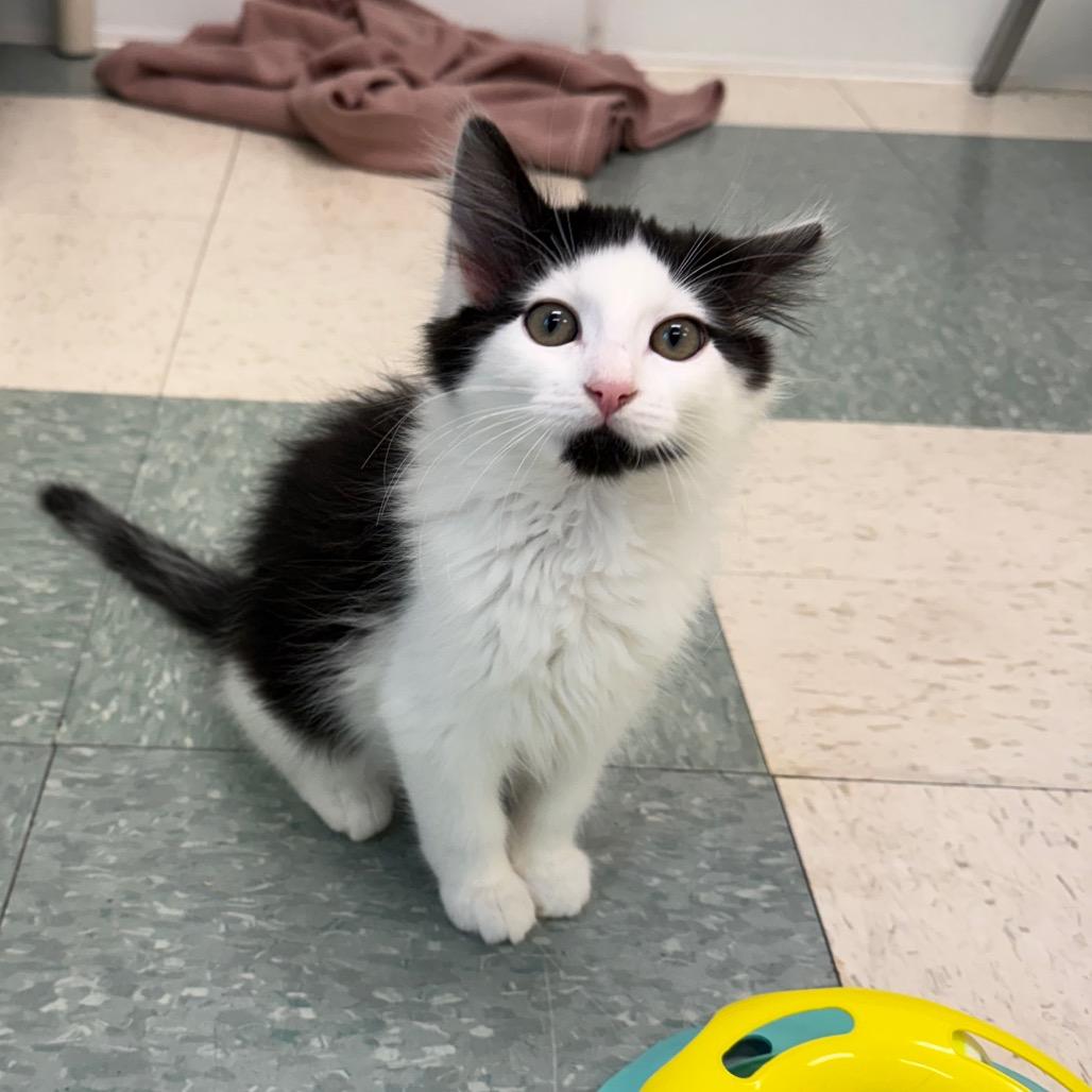 Enlarge Ariel, a Adoptable Domestic Medium Hair in Mount Shasta, CA image 1/2