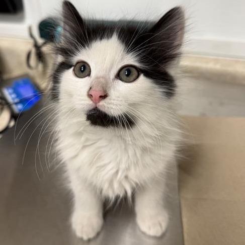 Enlarge Ariel, a Adoptable Domestic Medium Hair in Mount Shasta, CA image 2/2