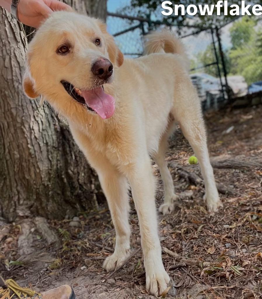 Snowflake, Adoptable, Adult Male Great Pyrenees.