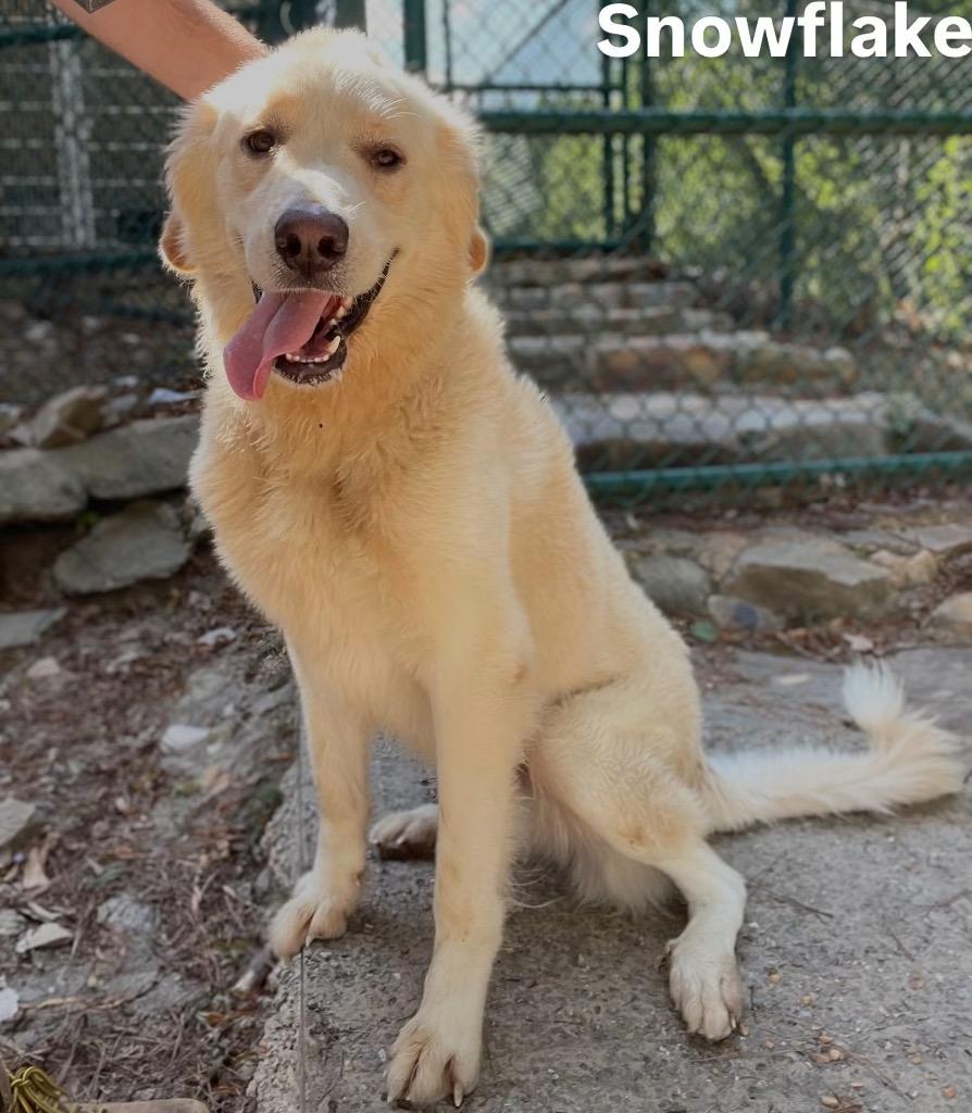 Snowflake, a Adoptable Great Pyrenees in Little Rock, AR image 2/4