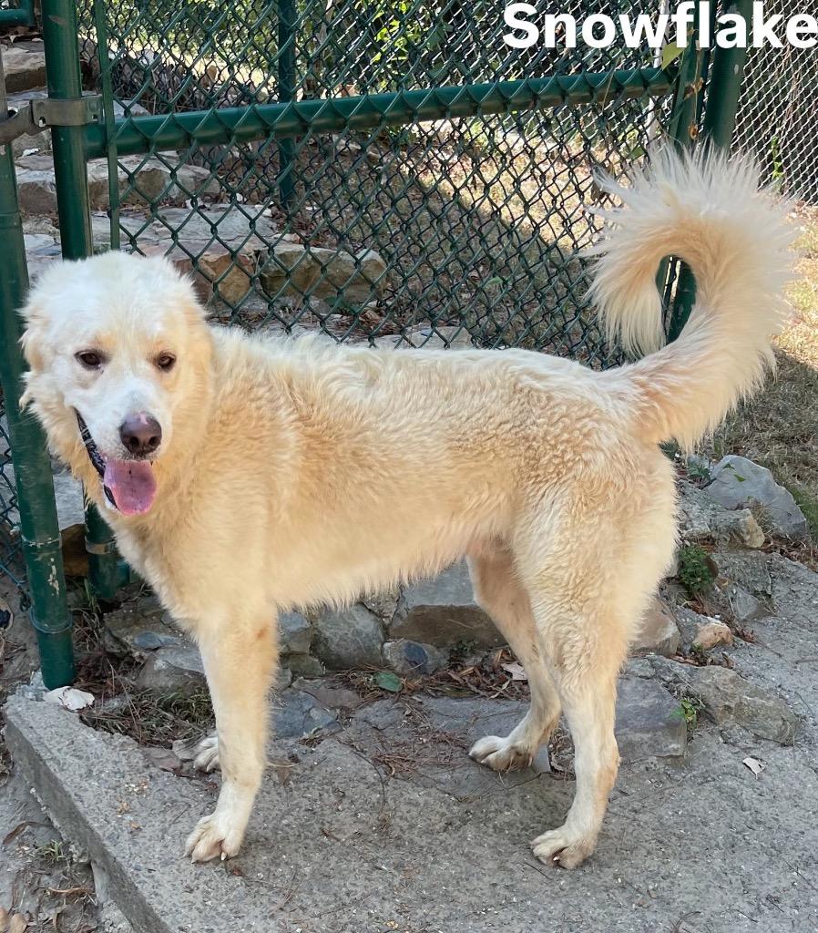 Snowflake, a Adoptable Great Pyrenees in Little Rock, AR image 3/4