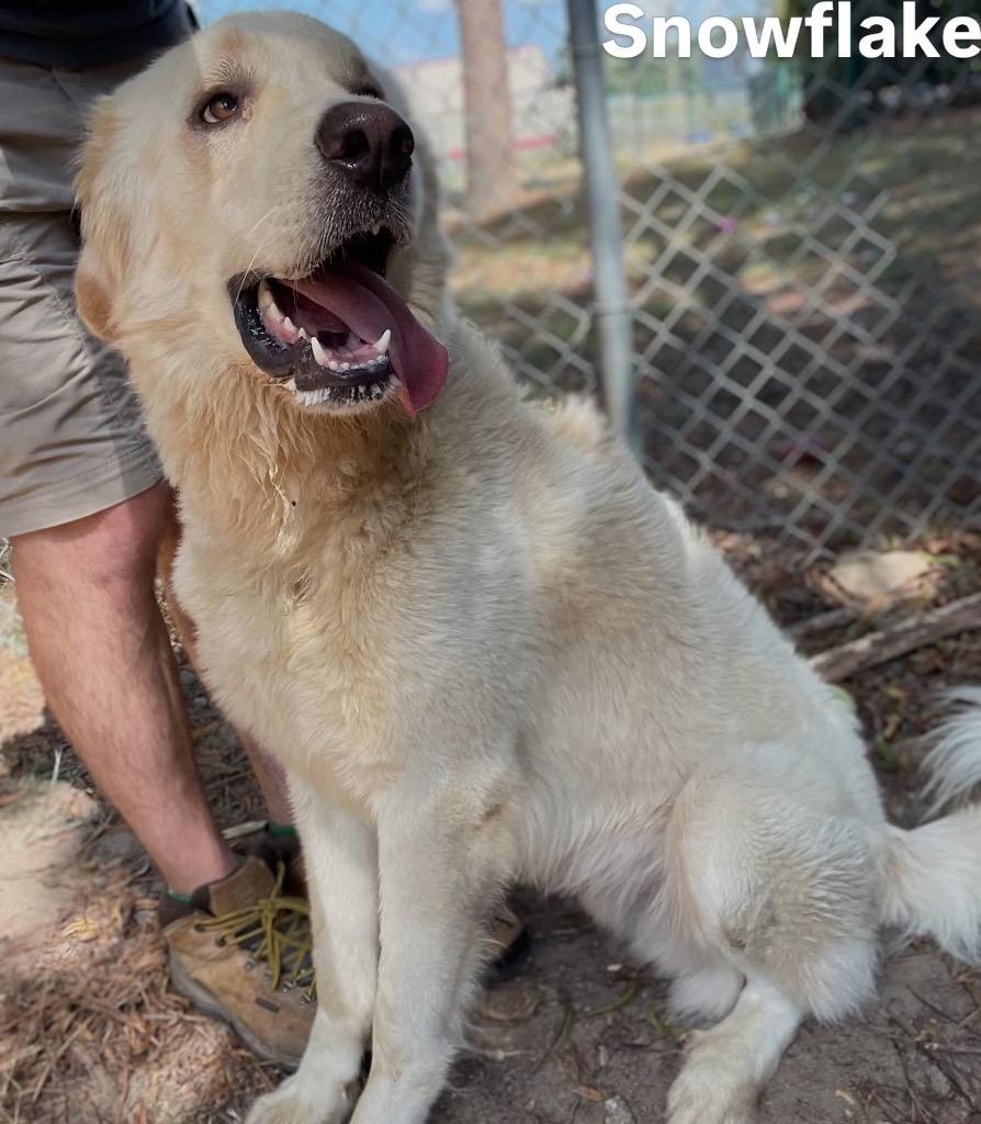 Snowflake, a Adoptable Great Pyrenees in Little Rock, AR image 4/4
