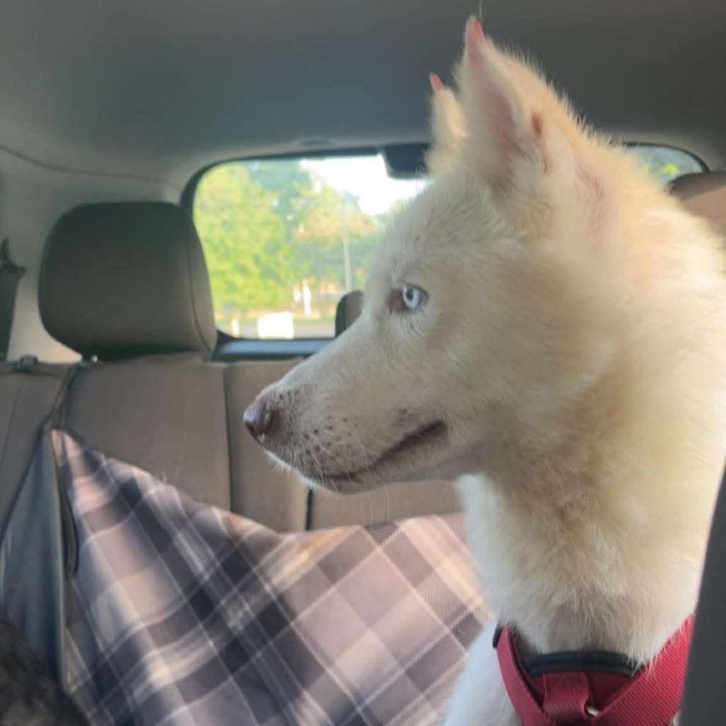Shiro Kitsune - formally(Silver), Adoptable, Adult Female Husky.