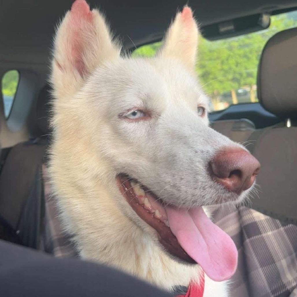 Enlarge Shiro Kitsune - formally(Silver), a Adoptable Husky in Bartlett, TN image 2/6