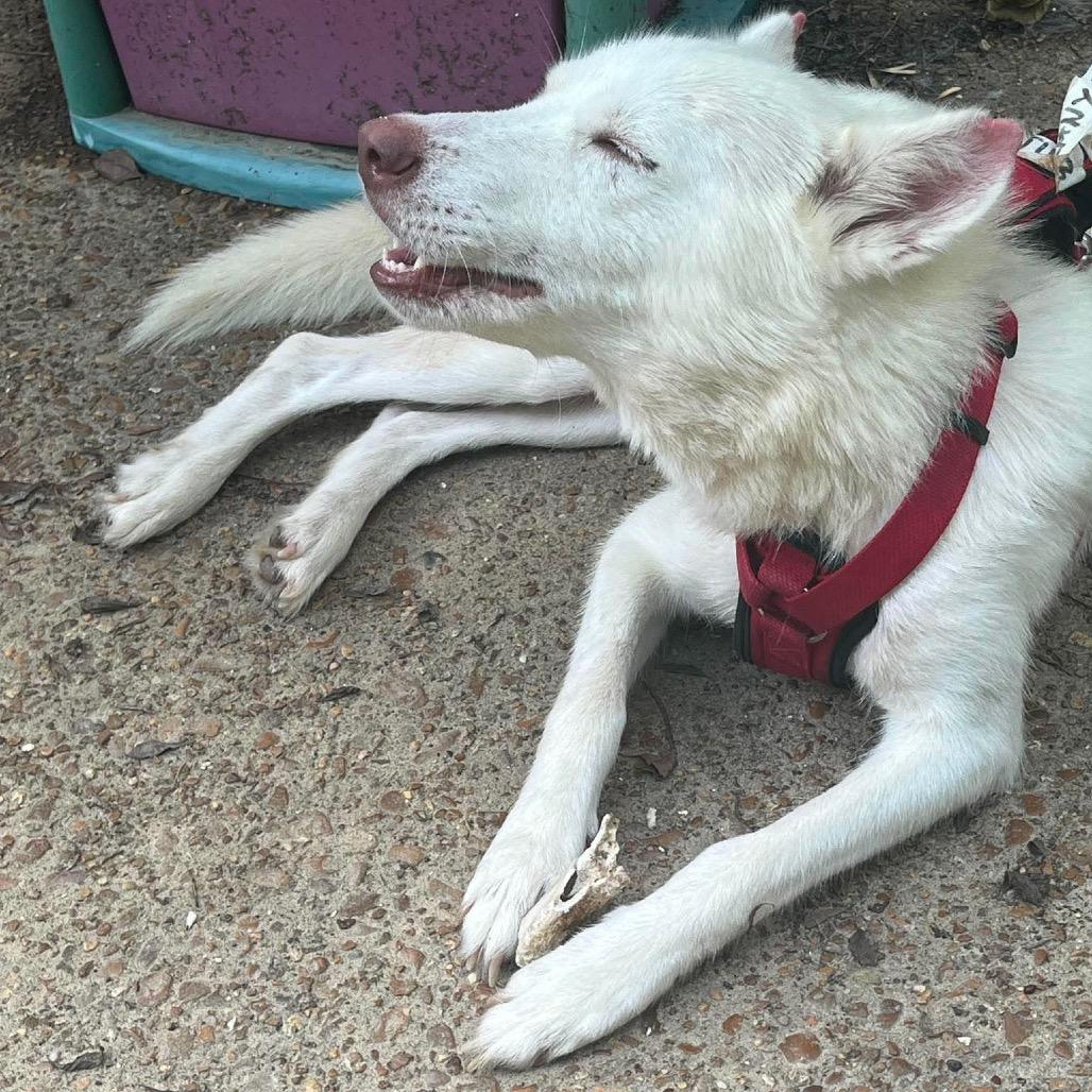 Enlarge Shiro Kitsune - formally(Silver), a Adoptable Husky in Bartlett, TN image 3/6