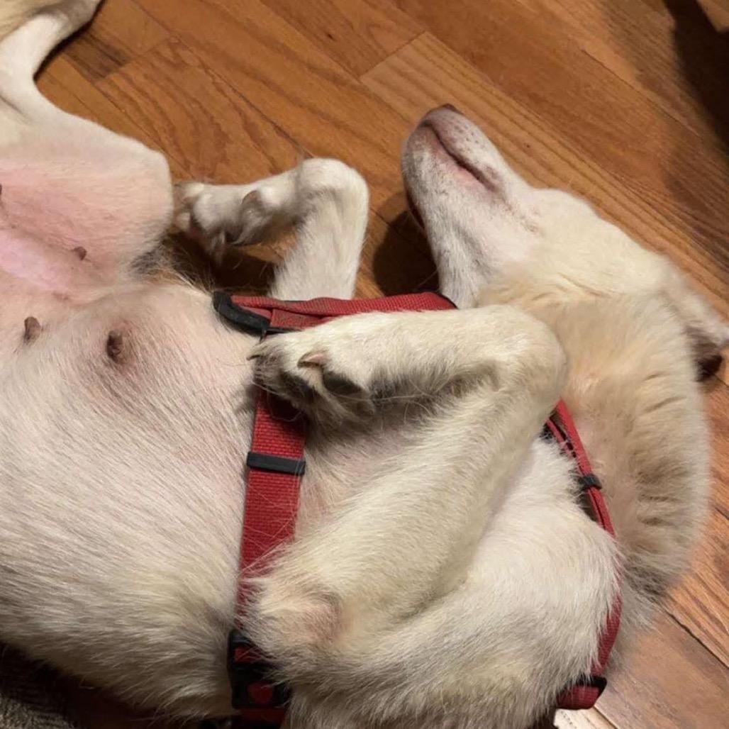 Enlarge Shiro Kitsune - formally(Silver), a Adoptable Husky in Bartlett, TN image 5/6