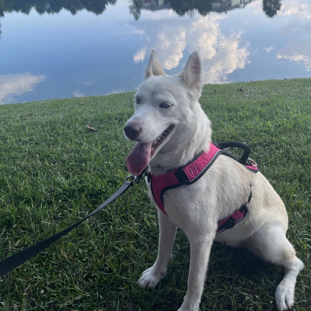 Enlarge Shiro Kitsune - formally(Silver), a Adoptable Husky in Bartlett, TN image 6/6