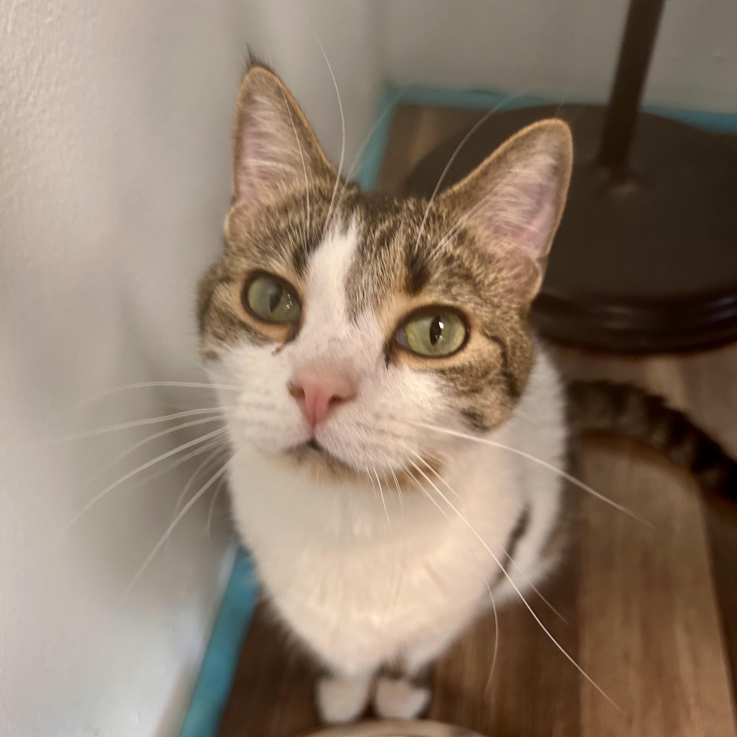 Enlarge Alberto - ADOPTION PENDING, an adopted Tabby in Grand Rapids, MI image 5/6