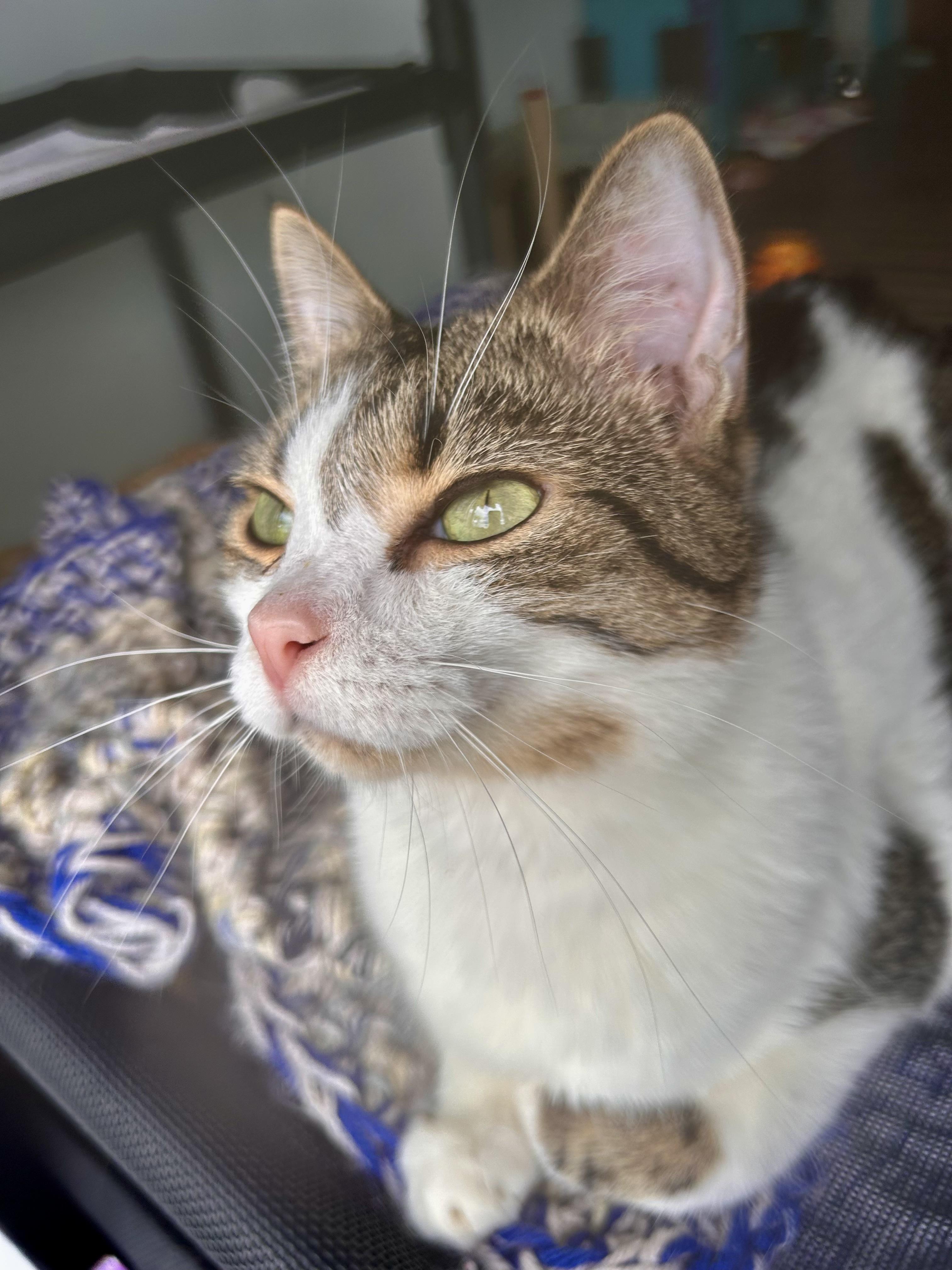 Enlarge Alberto - ADOPTION PENDING, an adopted Tabby in Grand Rapids, MI image 6/6