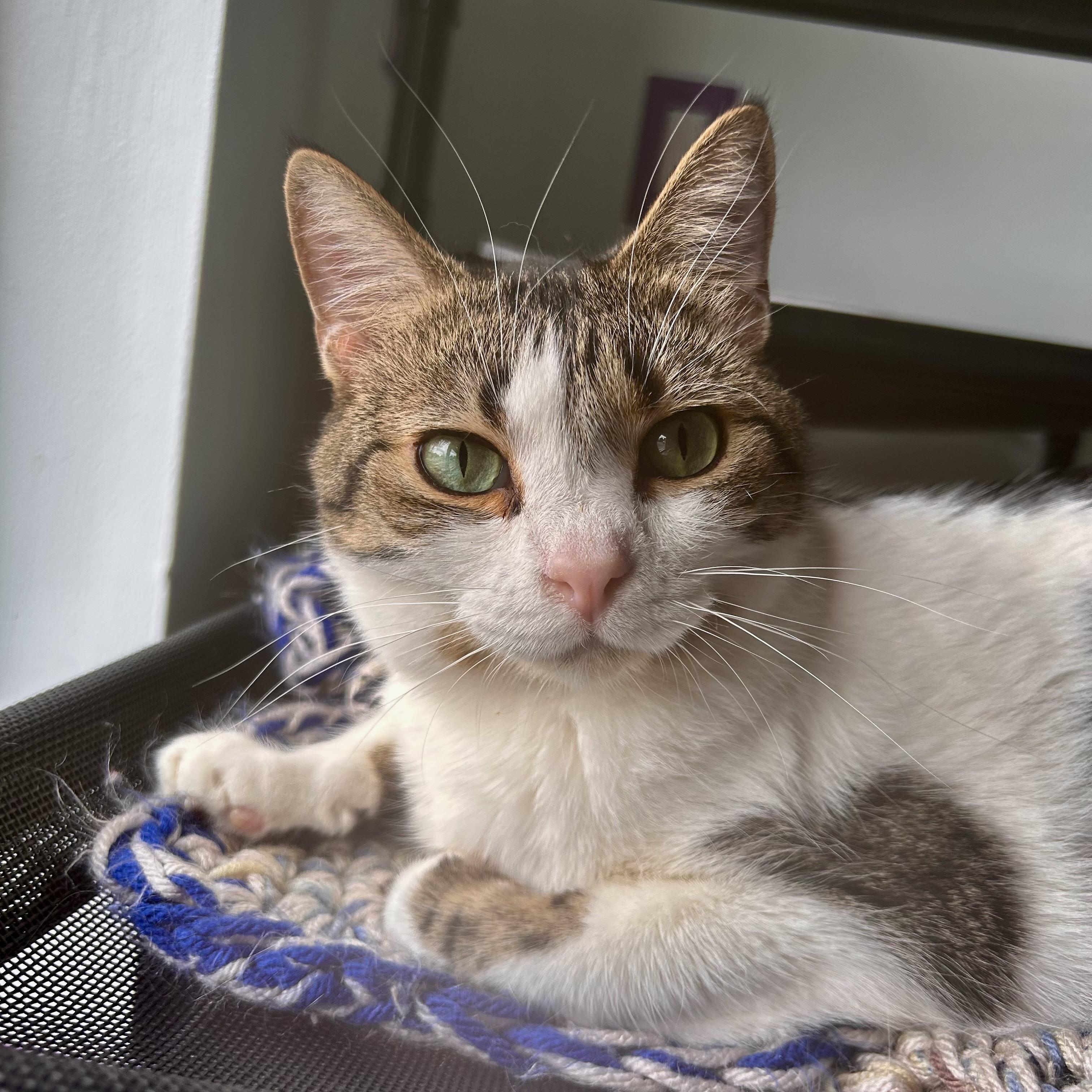 Enlarge Alberto - ADOPTION PENDING, an adopted Tabby in Grand Rapids, MI image 2/6