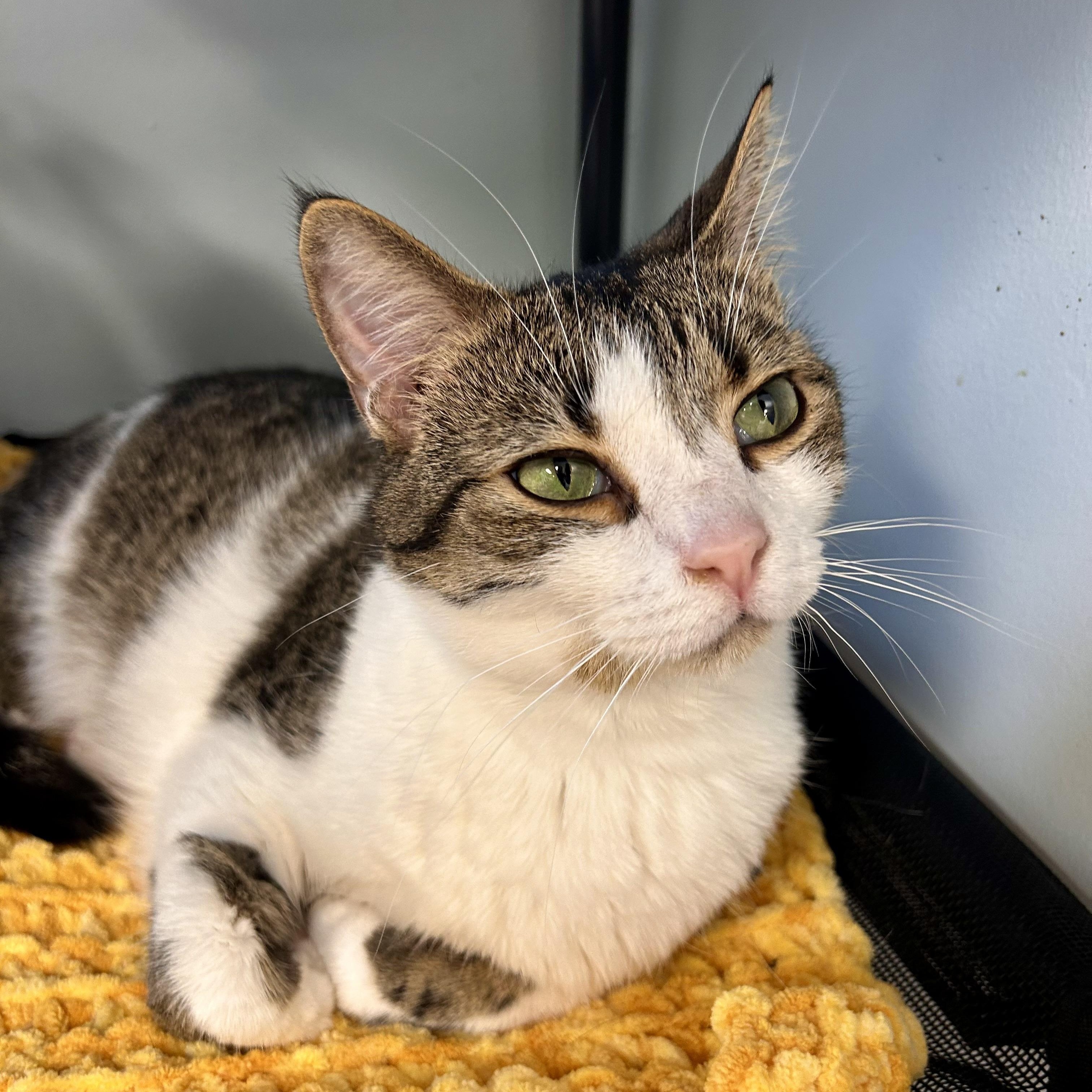 Alberto - ADOPTION PENDING, adopted, Young Male Tabby.