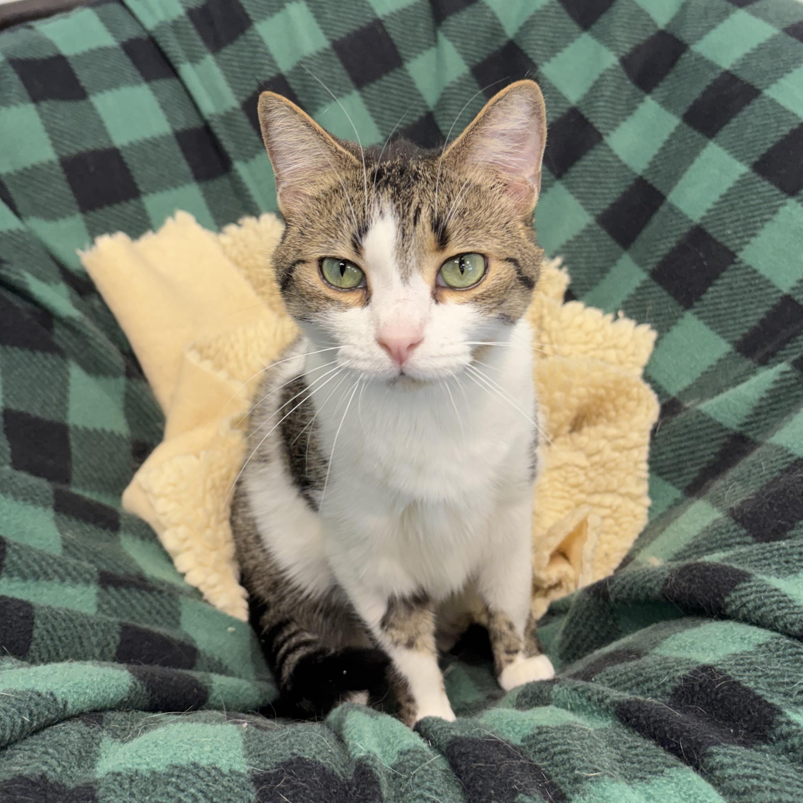 Enlarge Alberto - ADOPTION PENDING, an adopted Tabby in Grand Rapids, MI image 3/6