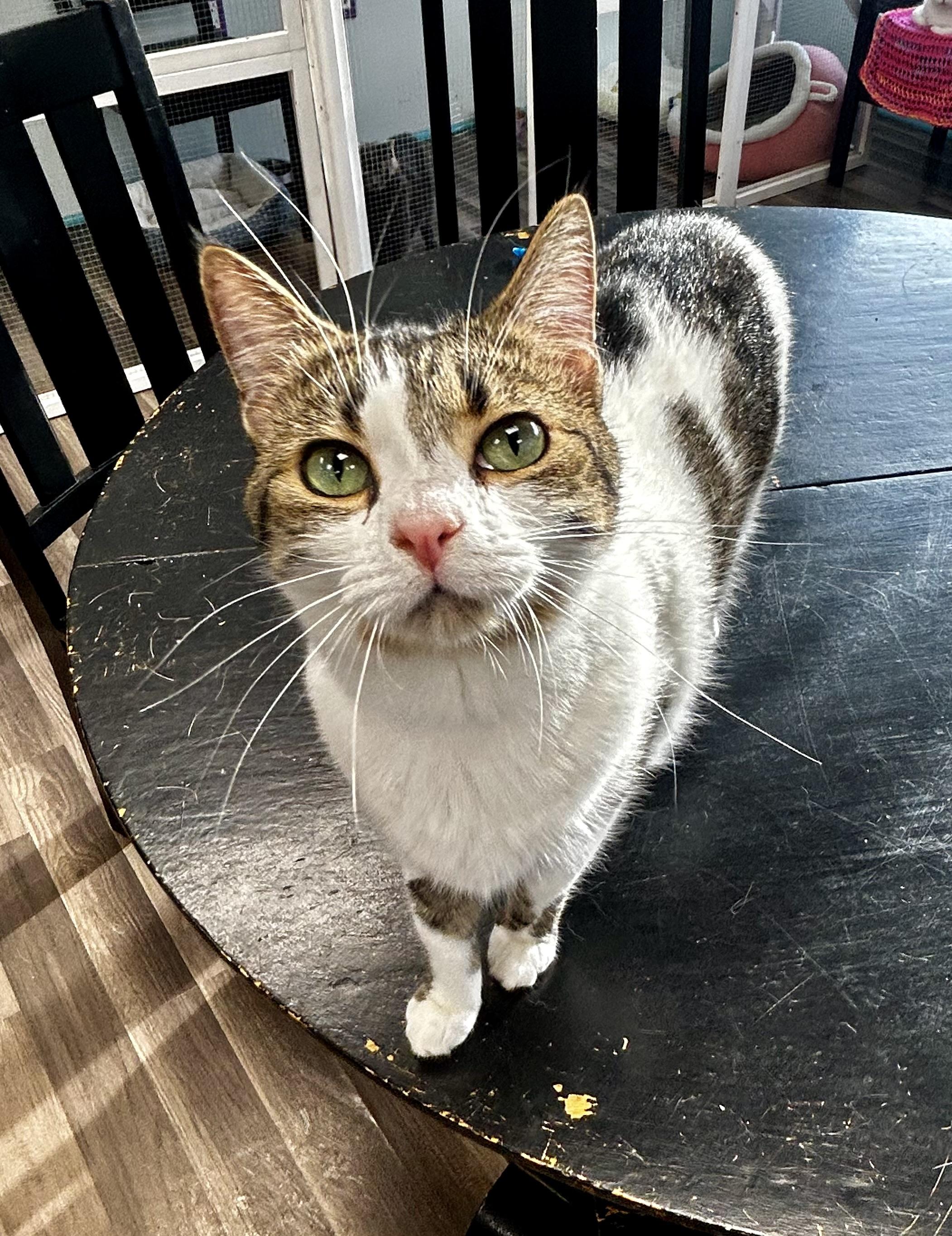 Enlarge Alberto - ADOPTION PENDING, an adopted Tabby in Grand Rapids, MI image 4/6