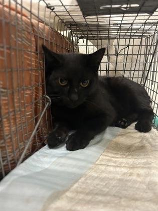 Enlarge Baxter, a Adoptable Domestic Short Hair in Redmond, OR image 1/1