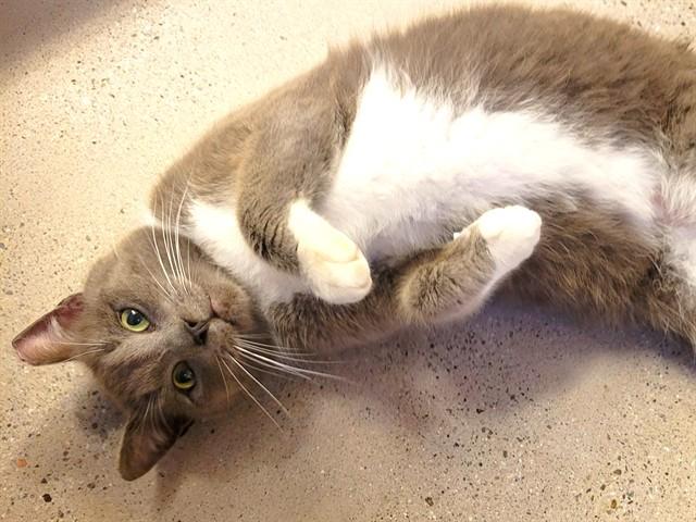 Enlarge JOEY, a Adoptable Domestic Short Hair in Palo Alto, CA image 1/1