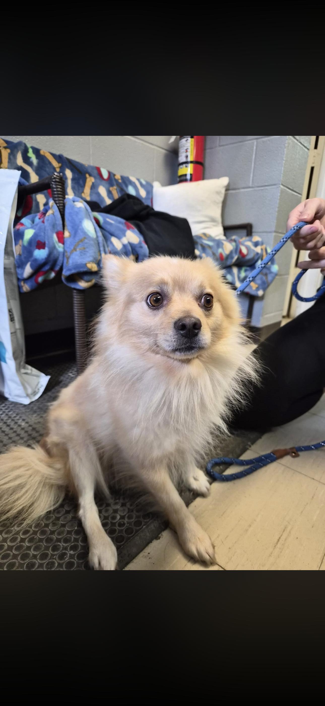 Teddy, Adoptable, Adult Male Pomeranian.