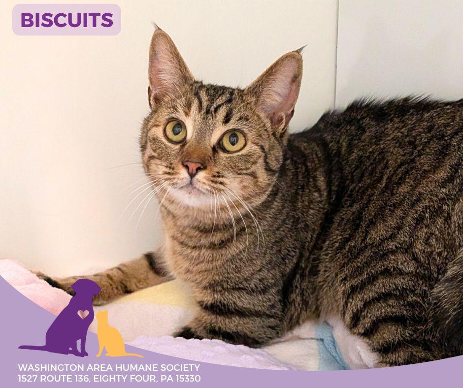 Enlarge Biscuits, a ADOPTABLE mixed breed in Eighty Four, PA image 1/1