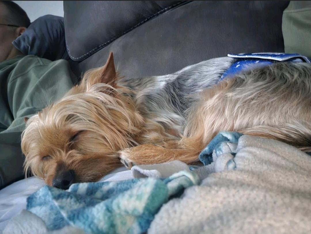 Winston-Yorkshire terrier, a ADOPTABLE Yorkshire Terrier in Torrington, CT image 5/6