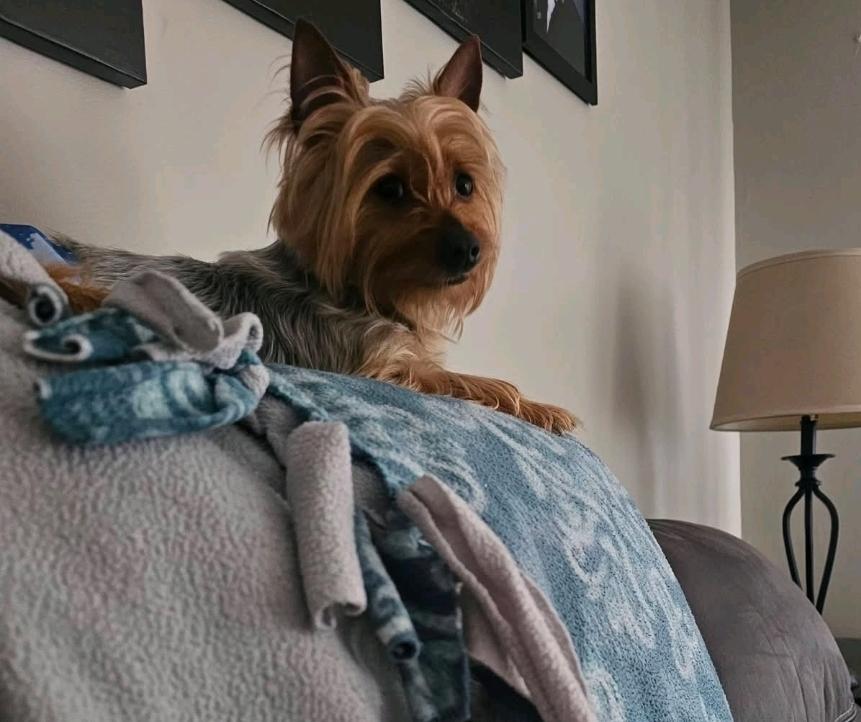 Winston-Yorkshire terrier, a ADOPTABLE Yorkshire Terrier in Torrington, CT image 6/6