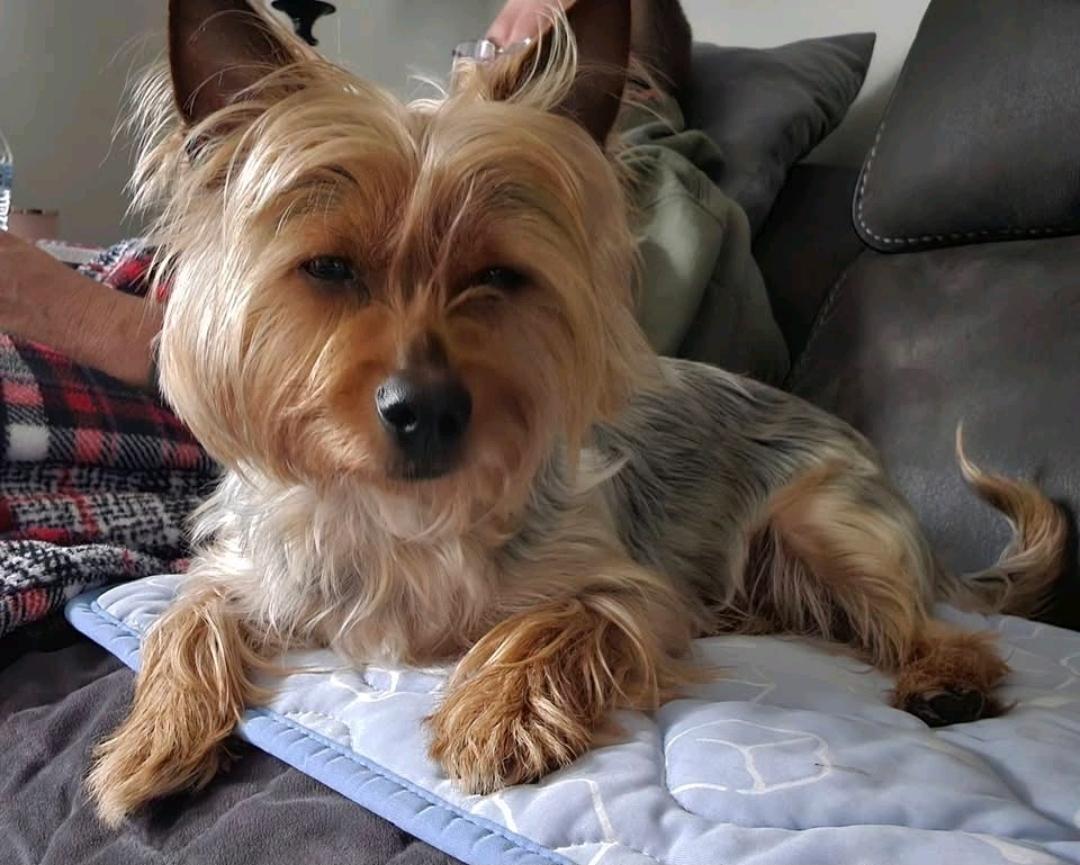 Winston-Yorkshire terrier, a ADOPTABLE Yorkshire Terrier in Torrington, CT image 4/6
