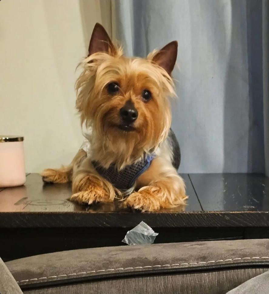 Winston-Yorkshire terrier, ADOPTABLE, Puppy Male Yorkshire Terrier.