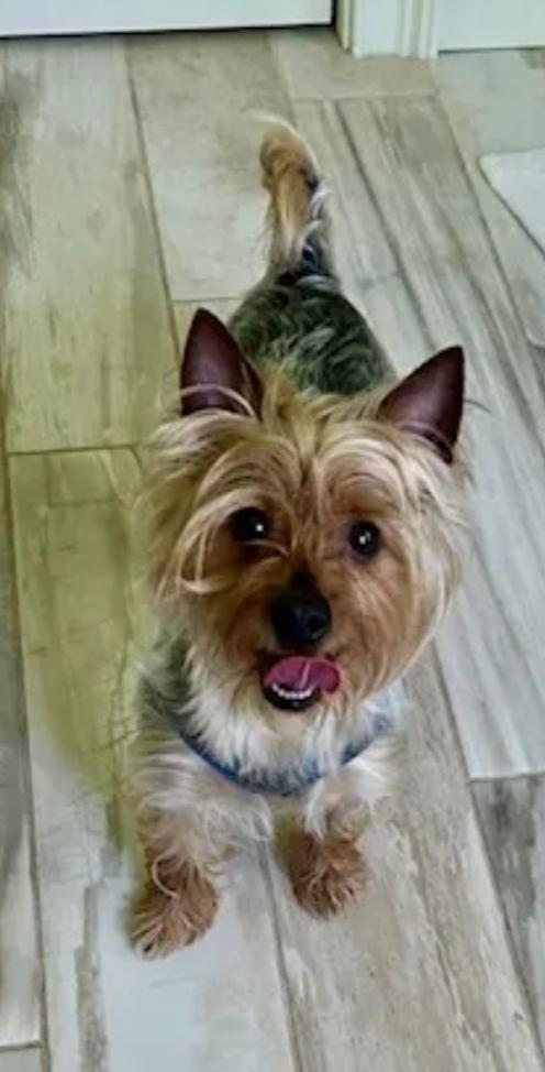 Winston-Yorkshire terrier, a ADOPTABLE Yorkshire Terrier in Torrington, CT image 2/6