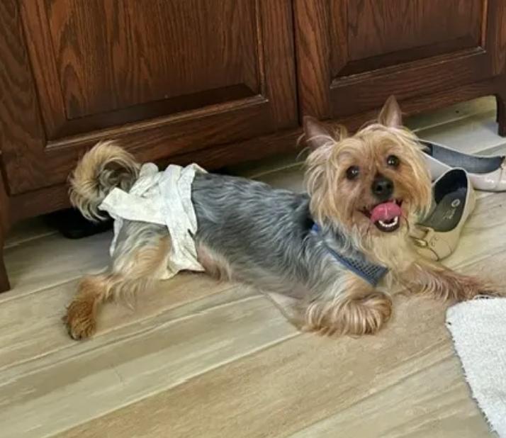 Winston-Yorkshire terrier, a ADOPTABLE Yorkshire Terrier in Torrington, CT image 3/6