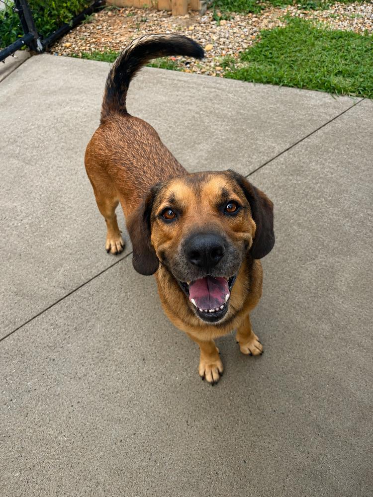 Sammy, Adoptable, Adult Male Hound.