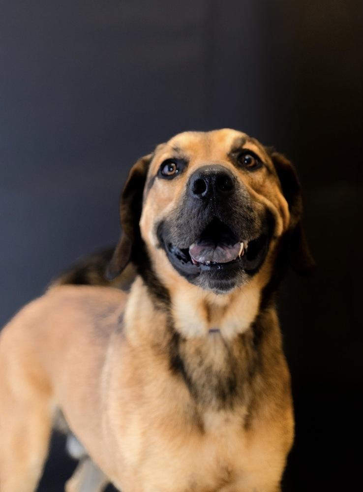 Sammy, a Adoptable mixed breed in Dickson, TN image 2/4