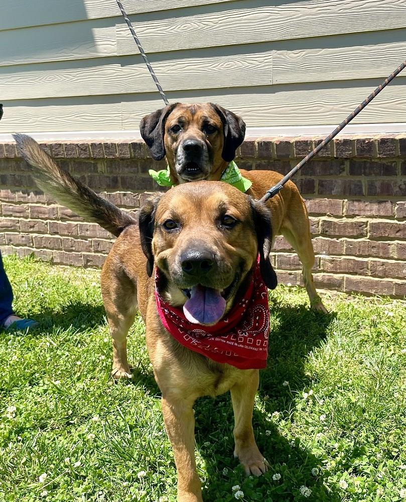 Sammy, Adoptable, Adult Male Hound.