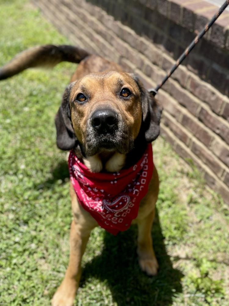 Sammy, a Adoptable mixed breed in Dickson, TN image 2/3