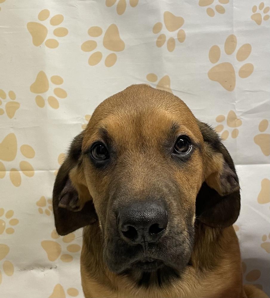 Sammy, a Adoptable mixed breed in Dickson, TN image 3/3