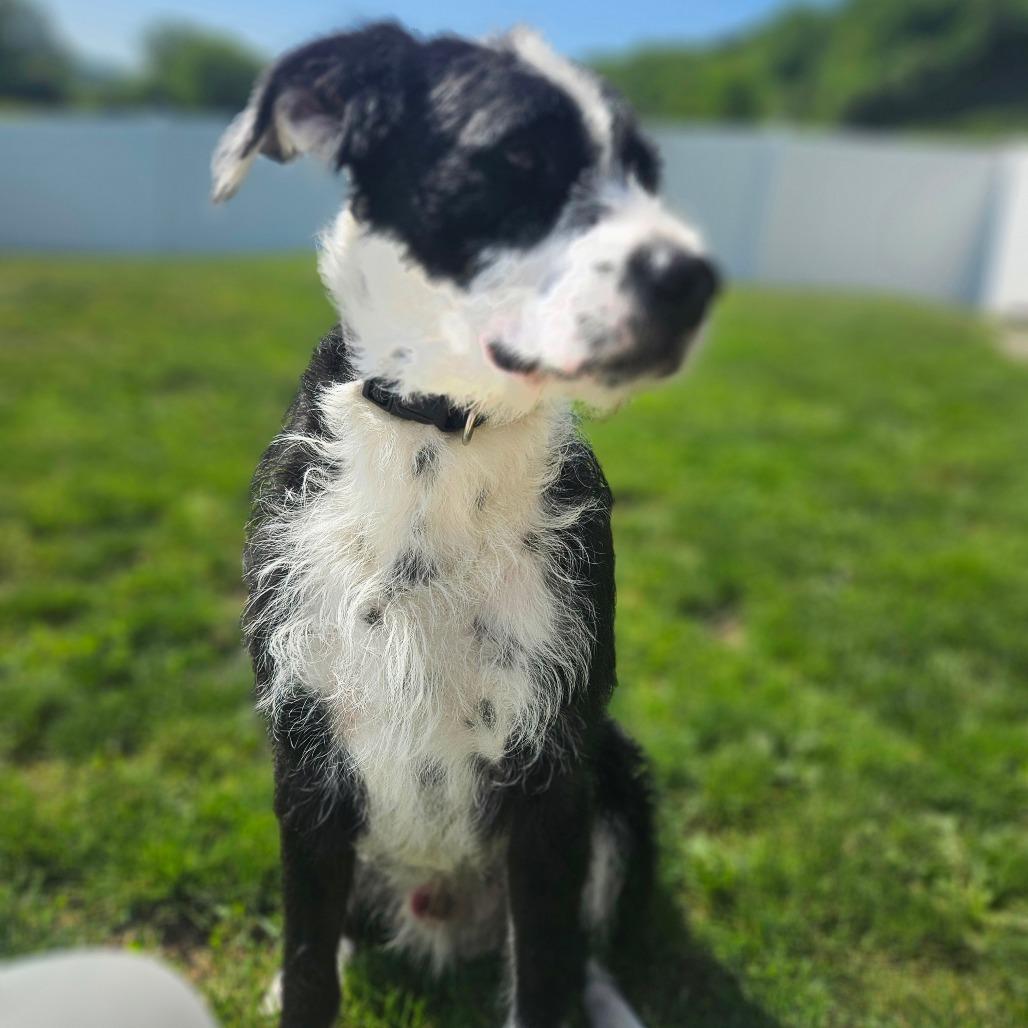 Sam, Adoptable, Young Male Terrier.