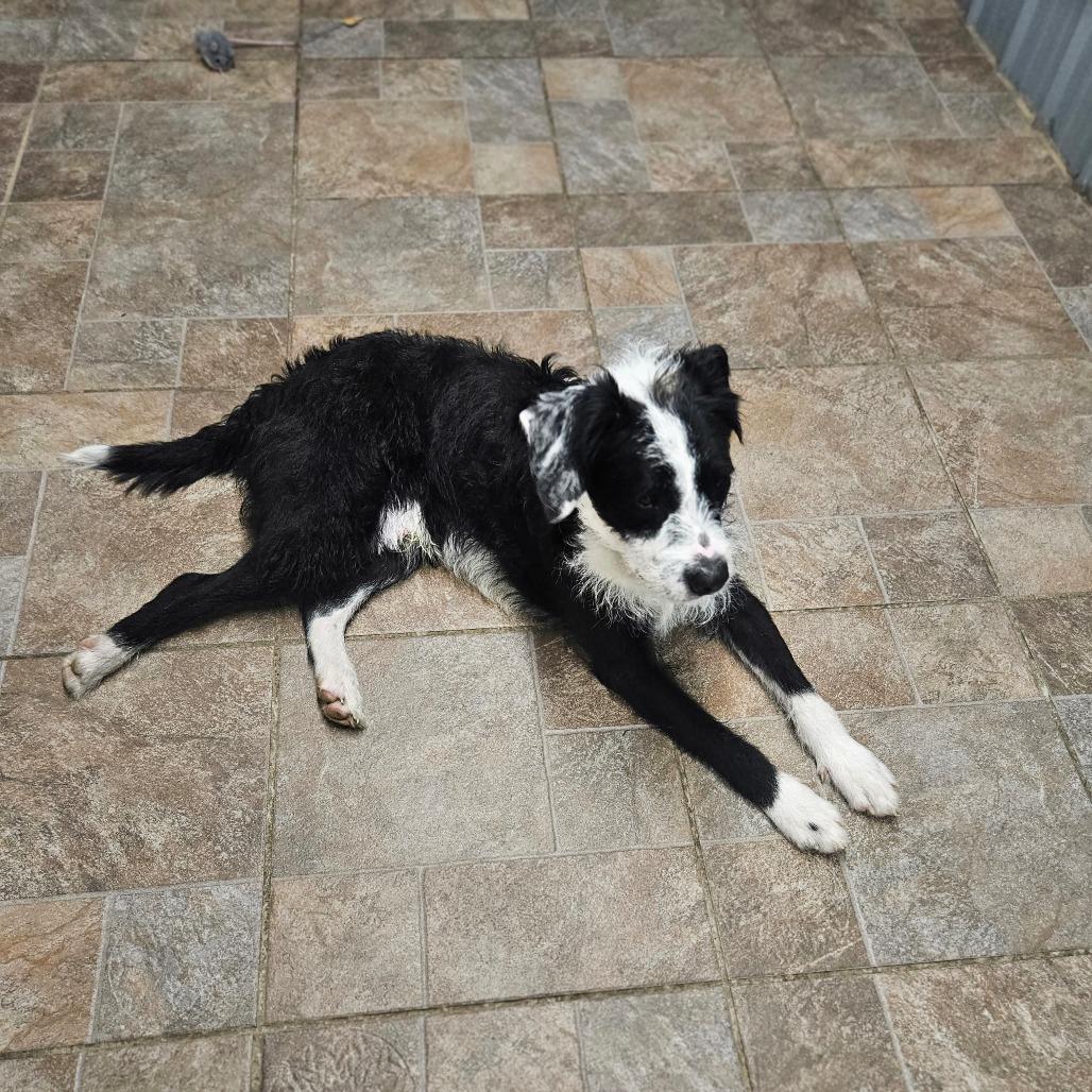 Enlarge Sam, a Adoptable Terrier in Homer, NY image 3/6