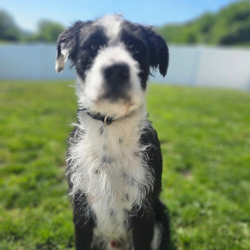 Enlarge Sam, a Adoptable Terrier in Homer, NY image 4/6