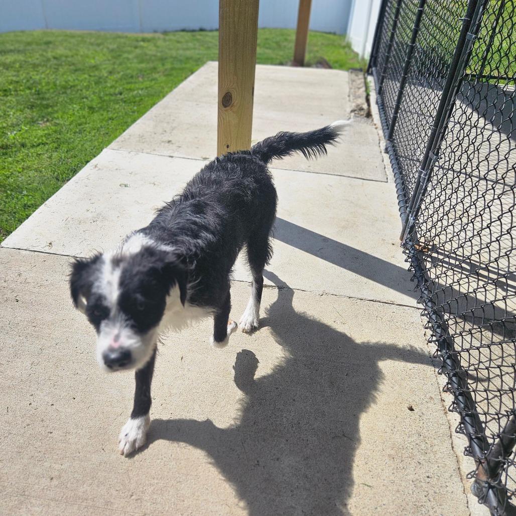 Enlarge Sam, a Adoptable Terrier in Homer, NY image 5/6