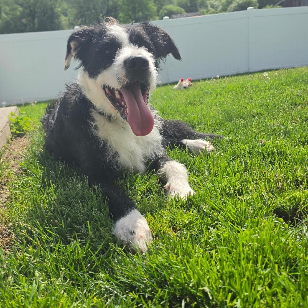 Sam, a Adoptable Terrier in Homer, NY image 6/6