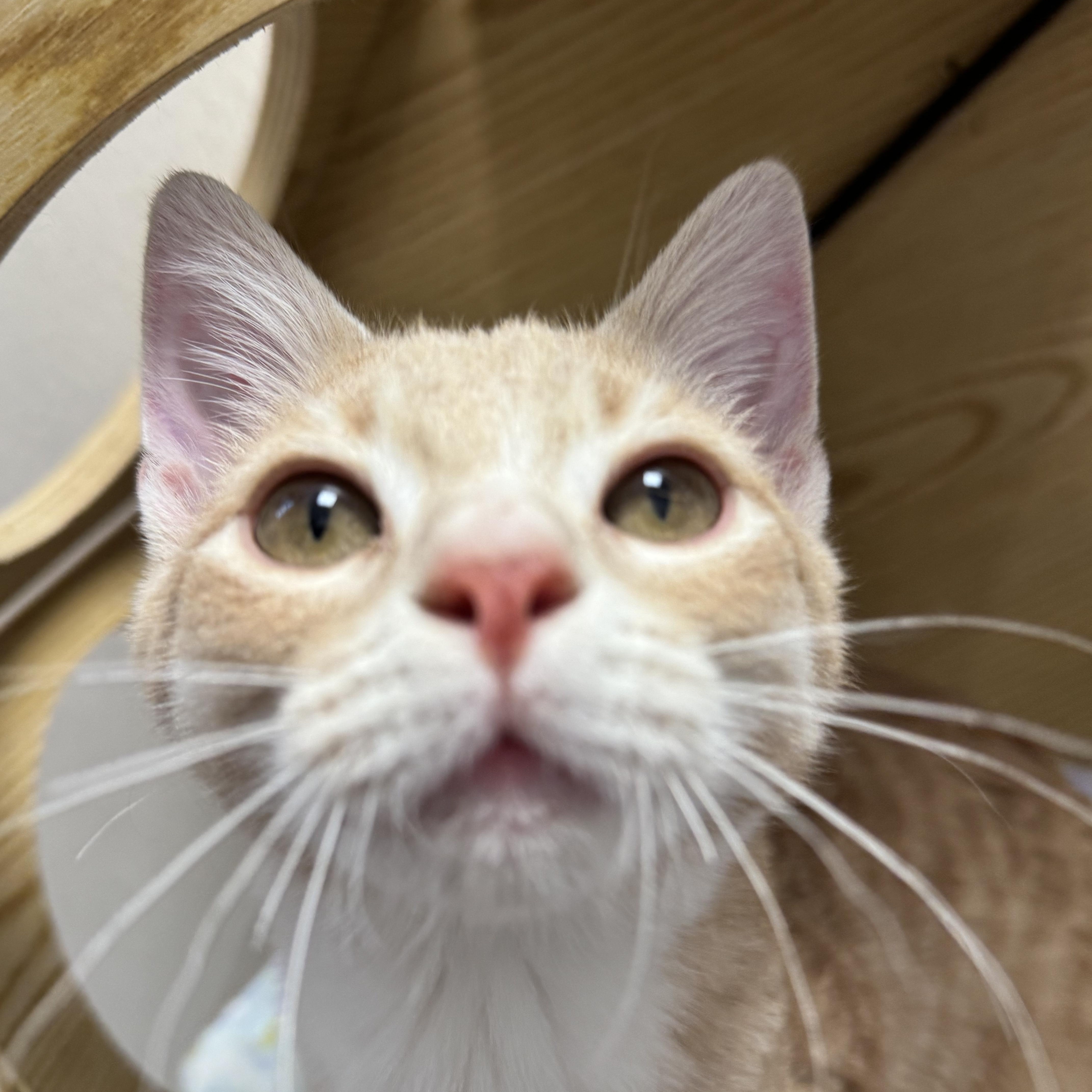 Enlarge Deegan, an adopted Domestic Short Hair in Pottsville, PA image 2/2