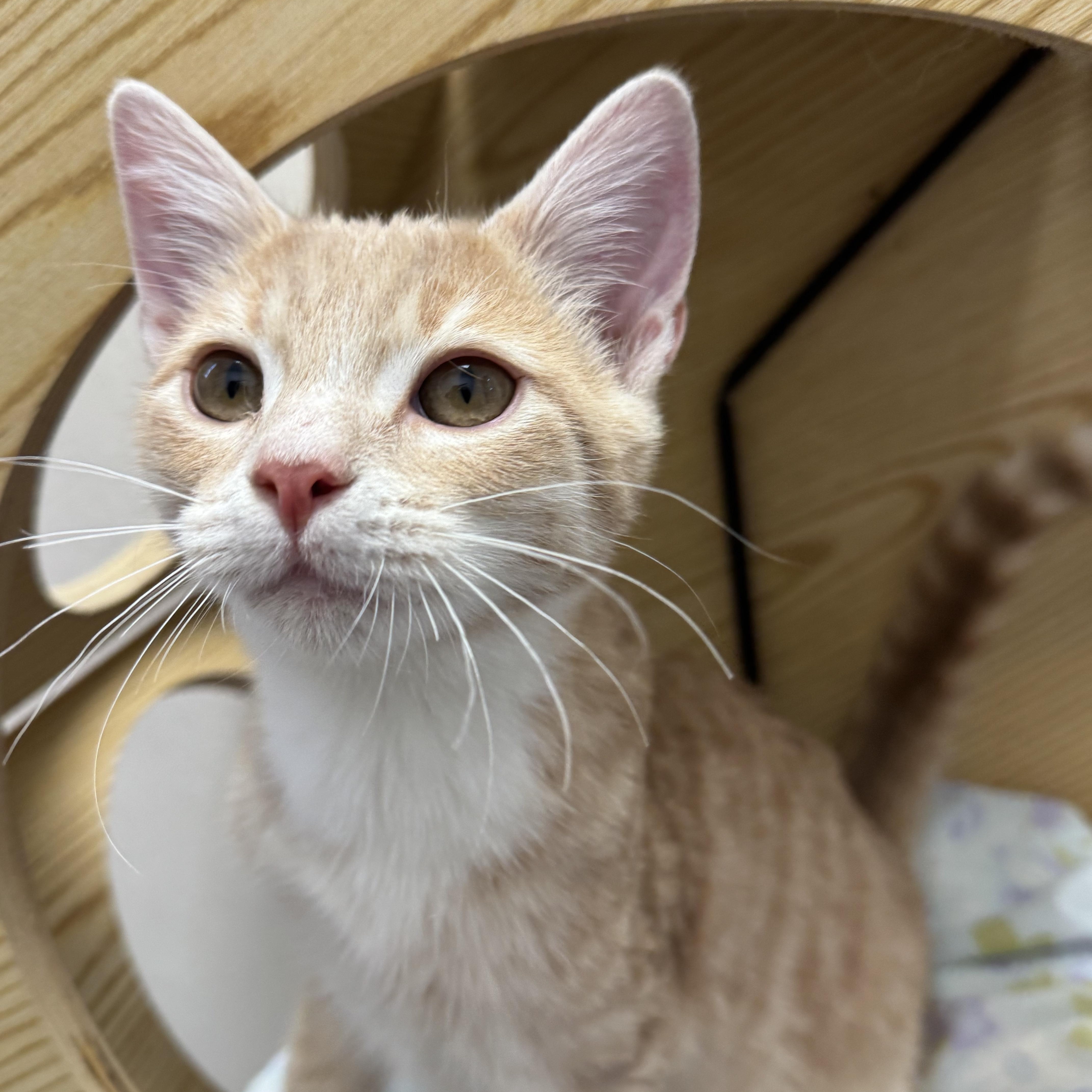 Enlarge Deegan, an adopted Domestic Short Hair in Pottsville, PA image 1/2