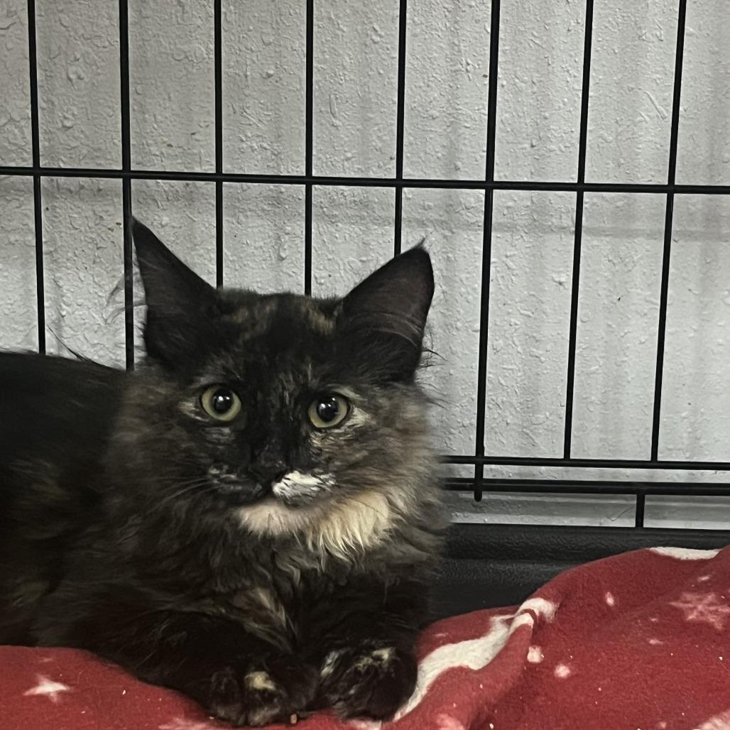 Enlarge Sorrel, a Adoptable Domestic Long Hair in Idaho Falls, ID image 1/3