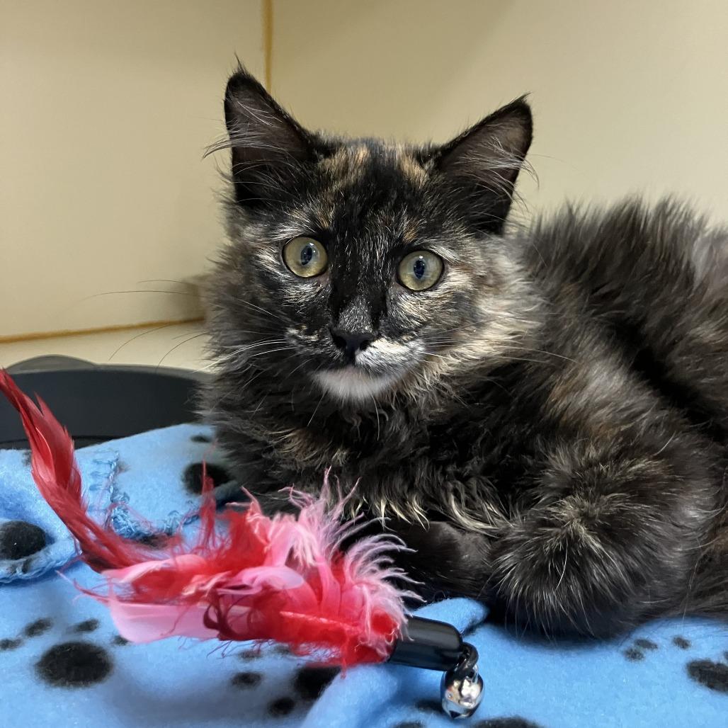 Enlarge Sorrel, a Adoptable Domestic Long Hair in Idaho Falls, ID image 2/3