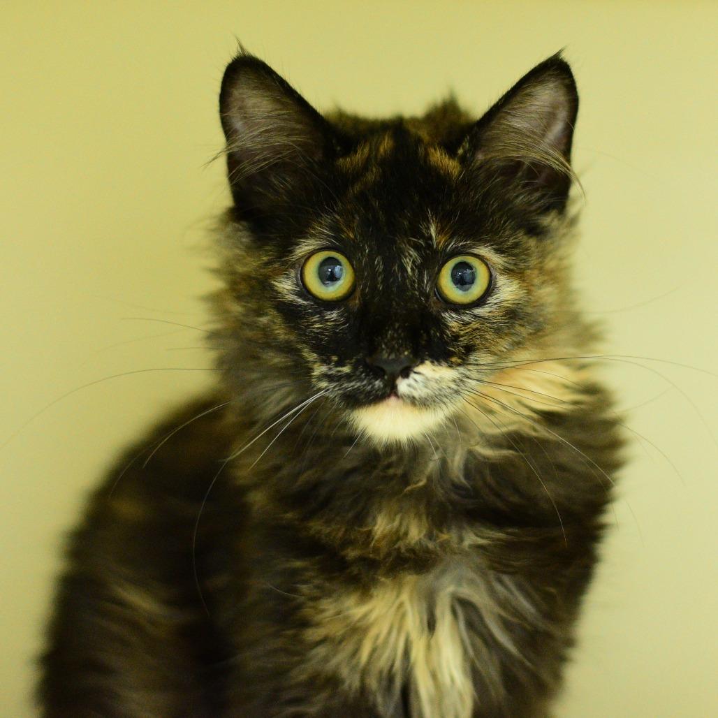 Enlarge Sorrel, a Adoptable Domestic Long Hair in Idaho Falls, ID image 3/3
